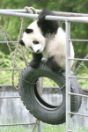 Baby Pandas Very Playful