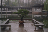 Bonsai Tree Rain Garden