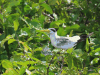 Large-billed Tern (Phaetusa simplex)