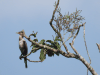 Neotropic Cormorant (Nannopterum brasilianum)