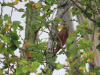 Straight-billed Woodcreeper (Dendroplex picus)