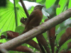 Rufous Flycatcher-thrush (Stizorhina fraseri)
