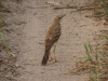 Long-legged Pipit (Anthus pallidiventris)