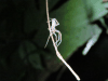 Grass Orb-web Spider (Larinia sp.)