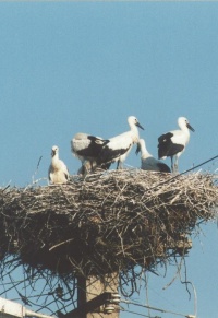 ROMANIA BIRDS Banner