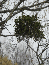 European Mistletoe (Viscum album)