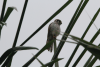 Falco sparverius sparverioides