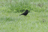 Cuban Blackbird (Ptiloxena atroviolacea)