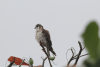 Cuban Kestrel (Falco sparverius sparverioides)