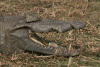 Crocodylus suchus