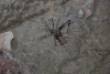Spider Cricket (Phalangopsidae gen.)