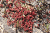 Kaieteur Sundew (Drosera kaieteurensis)