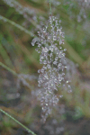 Close-up Water Droplets Grass