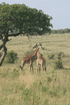 Giraffa camelopardalis tippelskirchi