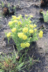 Yellowhead Curryflower (Gnidia kraussiana)