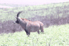 Southern Roan Antelope (Hippotragus equinus equinus)