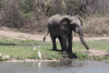 Elephant Covering Itself Mud