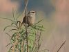Striped Sparrow (Oriturus superciliosus)