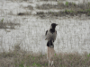 Corvus cornix
