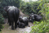 Giving Elephants Bath Before