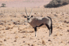 Oryx gazella gazella