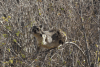 Procavia capensis
