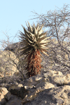 Mopane Aloe (Aloe littoralis)