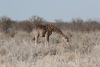 Giraffa camelopardalis angolensis