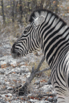 Close-up Burchell's Zebra