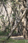 Southern Vervet Monkey (Chlorocebus pygerythrus pygerythrus)