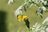 Common Grass Yellow (Eurema hecabe)