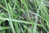 Asian Common Toad (Duttaphrynus melanostictus)