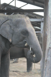 Close-up Feeding Elephant
