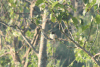 Himalayan Long-tailed Shrike (Lanius schach tricolor)