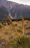 Plant Southern Alps