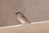 Birds of Qatar