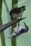 Purple-rumped Sunbird (Leptocoma zeylonica)
