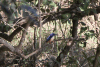 Half-collared Kingfisher (Alcedo semitorquata)