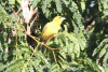 South African Yellow Weaver (Ploceus subaureus subaureus)