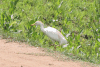 Western Cattle Egret (Bubulcus ibis ibis)