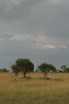 Rainbow Over Serengeti