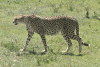 Southeast African Cheetah (Acinonyx jubatus jubatus)