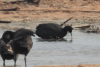 Eurasian Coot (Fulica atra)