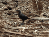 Somali Starling (Onychognathus blythii)