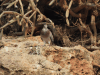 Socotra Laughing Dove (Spilopelia senegalensis sokotrae)