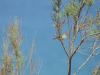 Socotra Warbler (Incana incana)