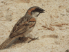 Socotra Sparrow (Passer insularis)
