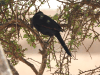 Socotra Starling (Onychognathus frater)