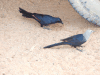 Somali Starling (Onychognathus blythii)